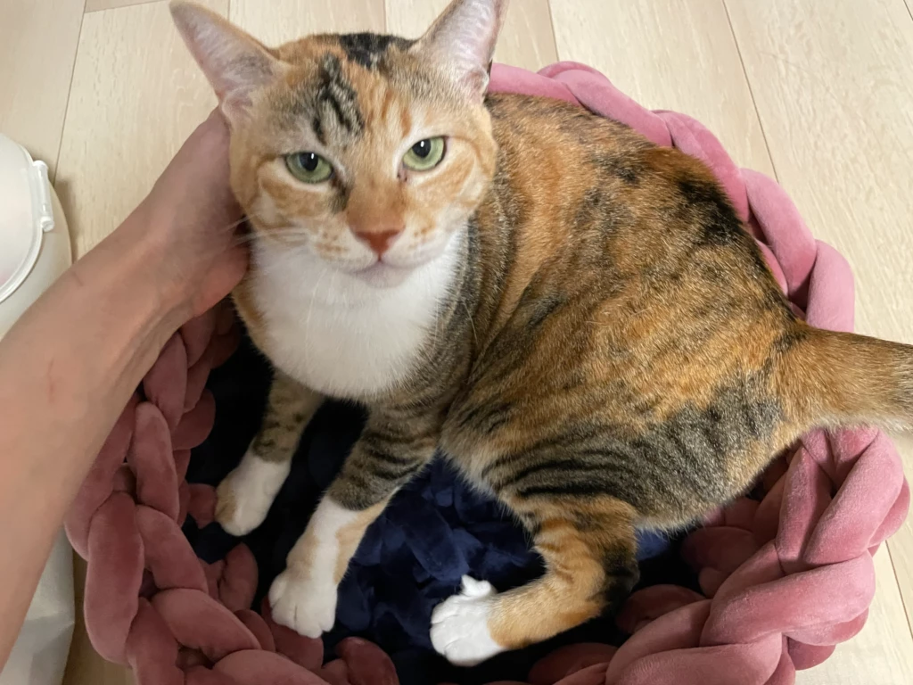 猫ベッドに入れられて不服顔の娘舞ちゃん