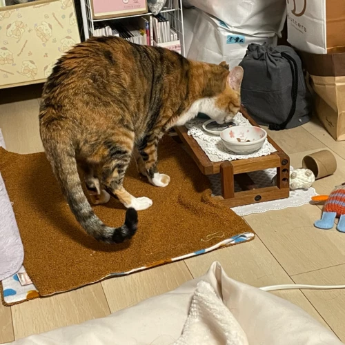 病院での治療後に美味しくご飯を食べる愛猫娘舞ちゃん