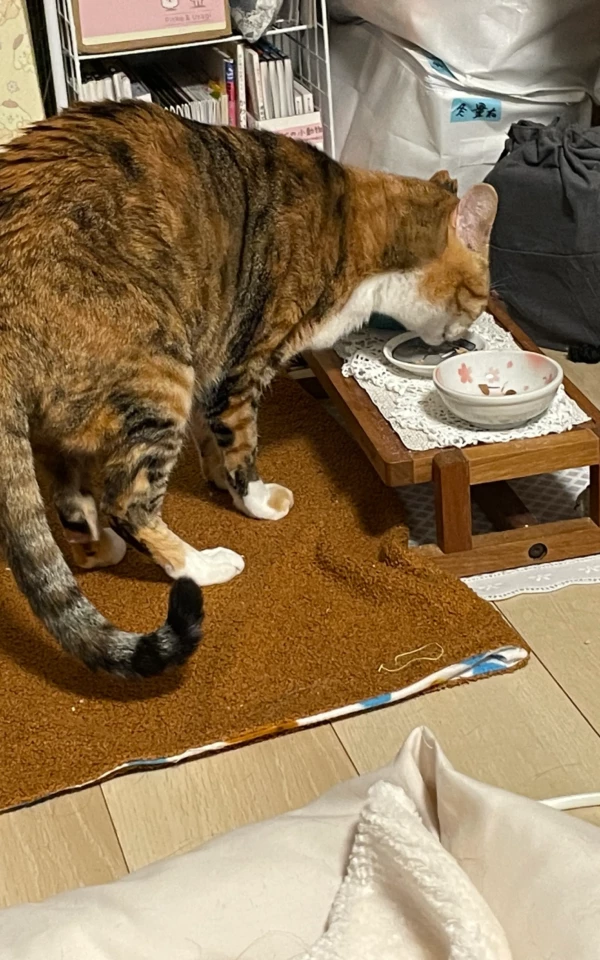 病院での治療後に美味しくご飯を食べる愛猫娘舞ちゃん