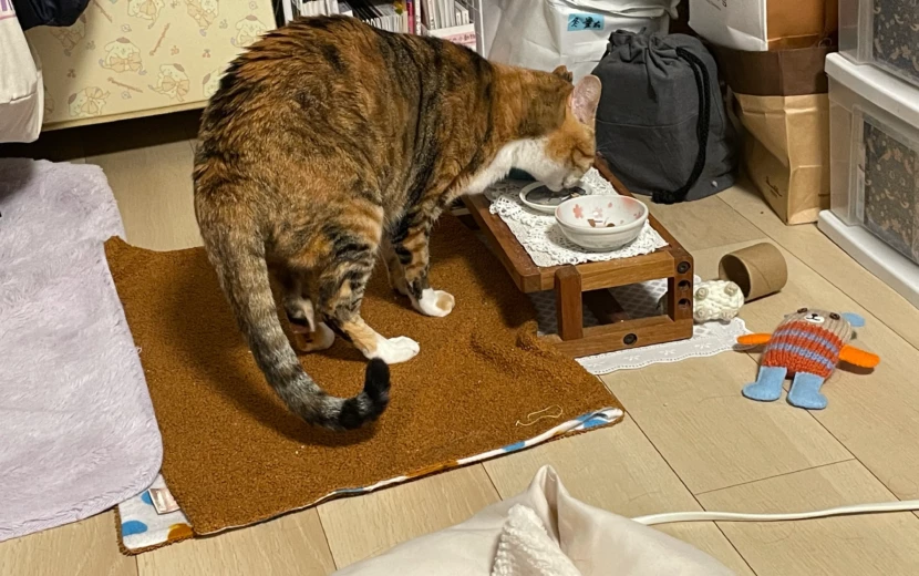 病院での治療後に美味しくご飯を食べる愛猫娘舞ちゃん