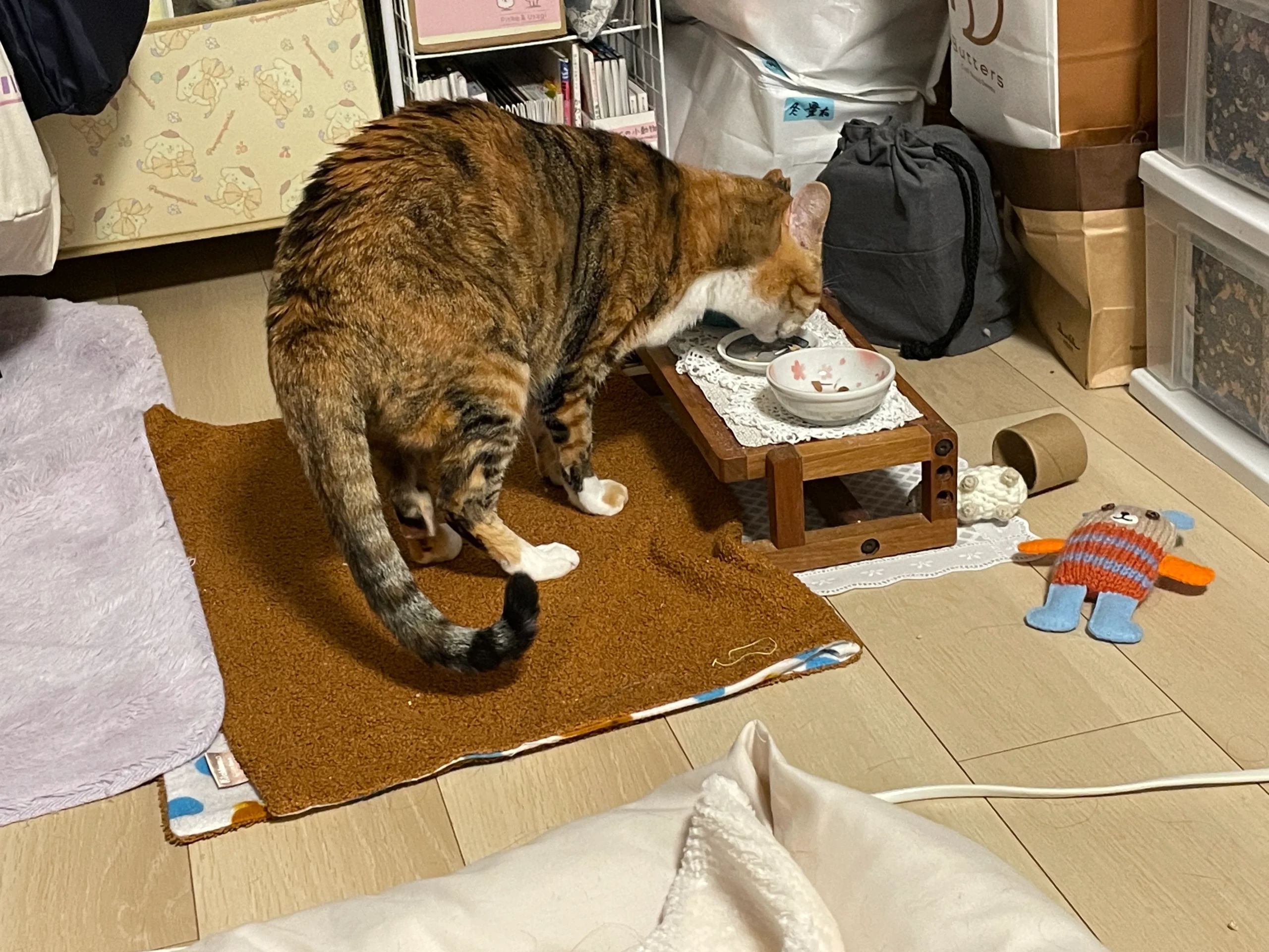病院での治療後に美味しくご飯を食べる愛猫娘舞ちゃん