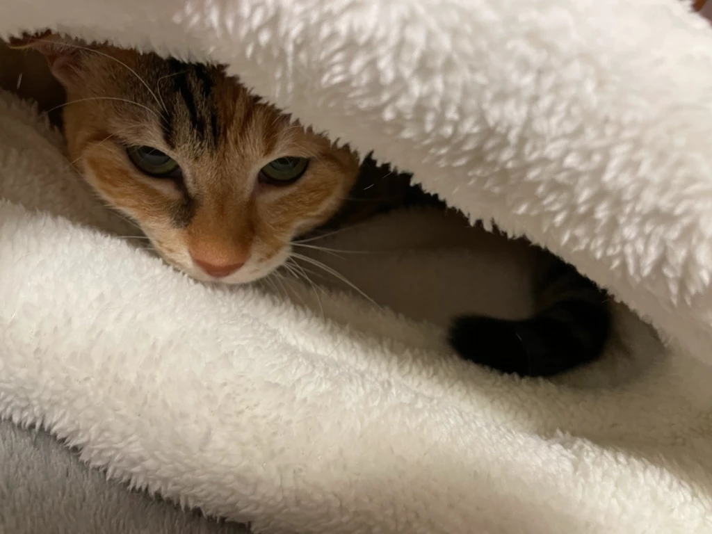 娘舞ちゃんに新しい猫布団にお試しで入ってもらったところ
